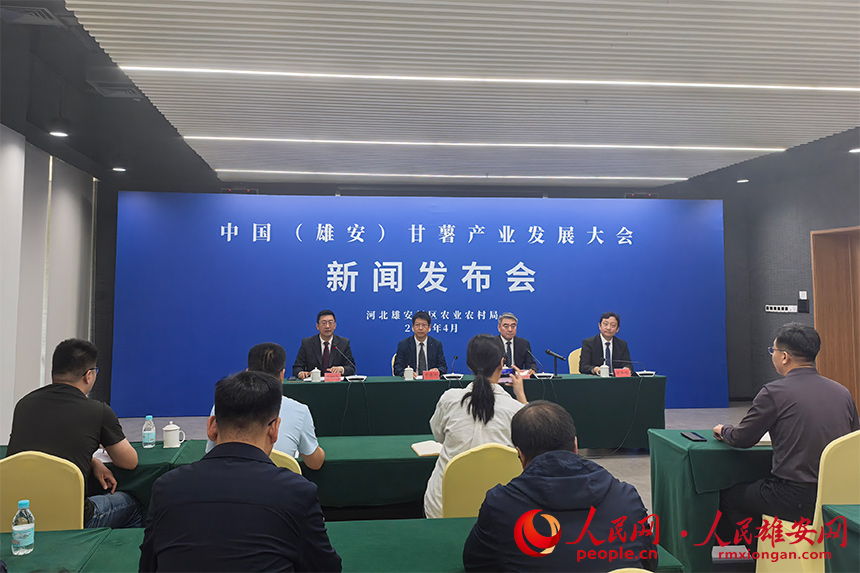 中國（雄安）甘薯產(chǎn)業(yè)發(fā)展大會新聞發(fā)布會現(xiàn)場。王紅攝